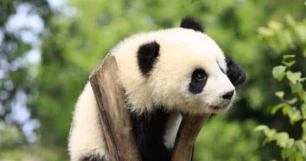 Chengdu Panda Breeding Base Ticket