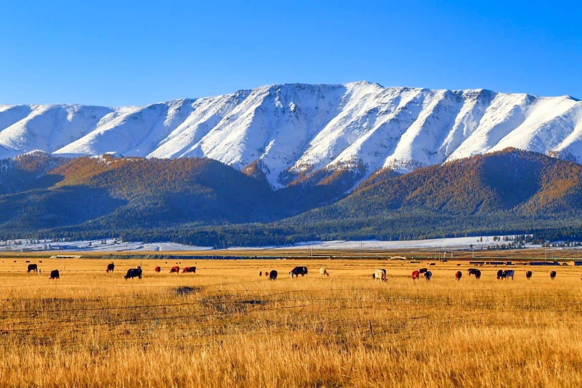 Barkon Lake wetland with horses grazing and snow-capped Tianshan mountains