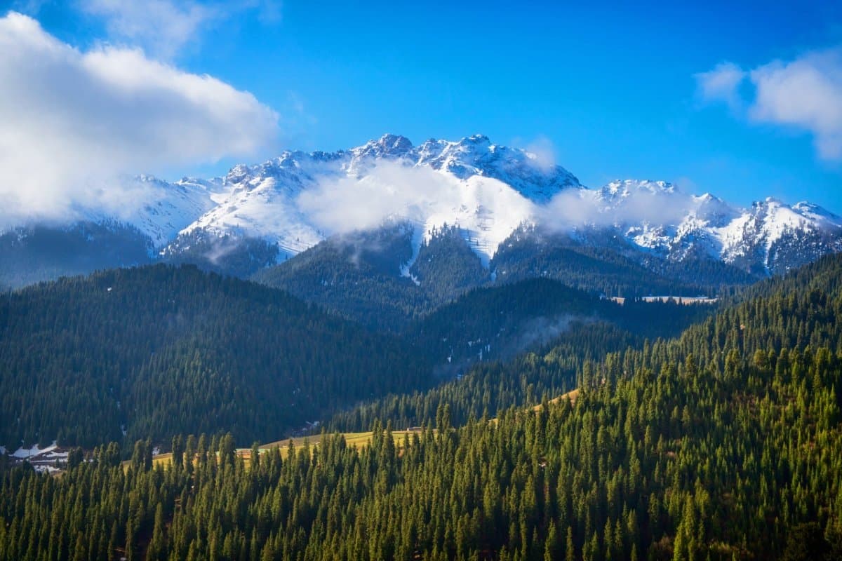 Rolling green grasslands with Tianshan spruce and snow-capped mountains at Jiangbulake