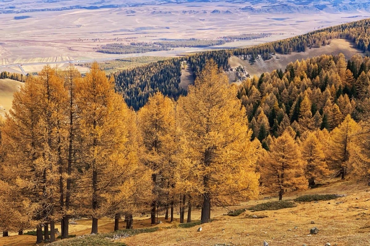 Road through East Tianshan with spruce forests and mountain views