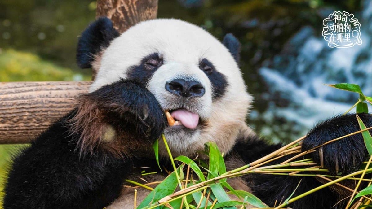 5 Days in Sichuan's Wild Heart: Pandas, Takin, and a 3,000-Year-Old Mystery