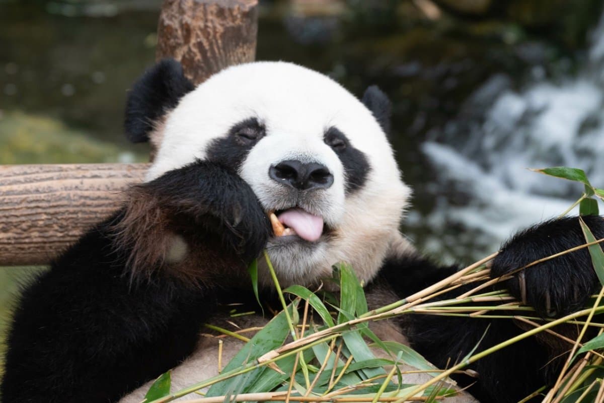 Giant panda eating bamboo at Wolong Shenshuping Base