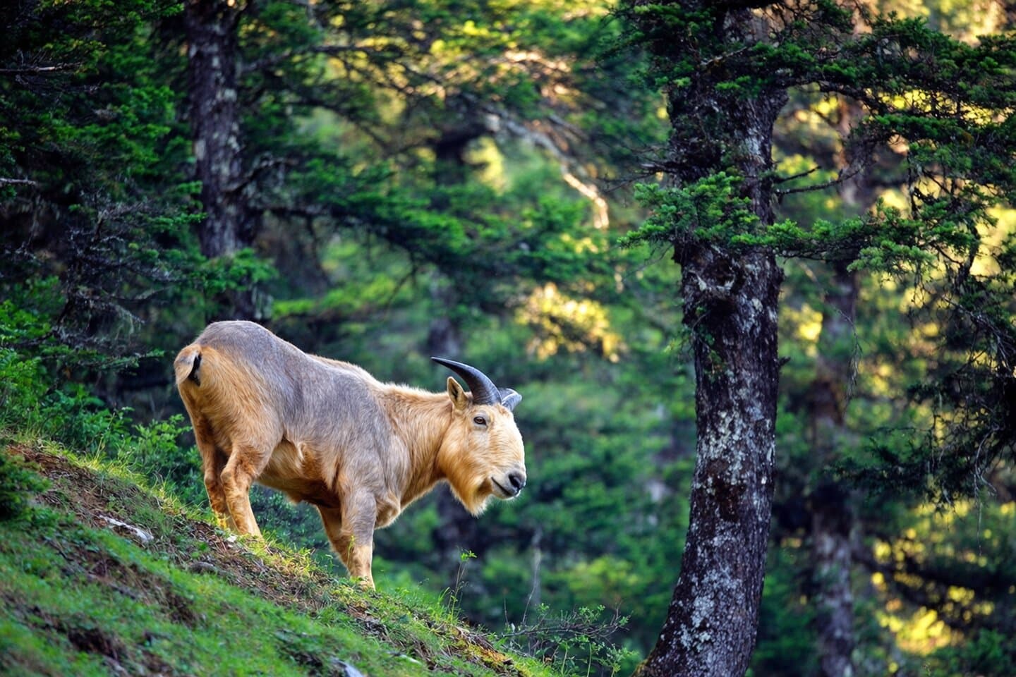 Close-up of a golden takin in forest habitat