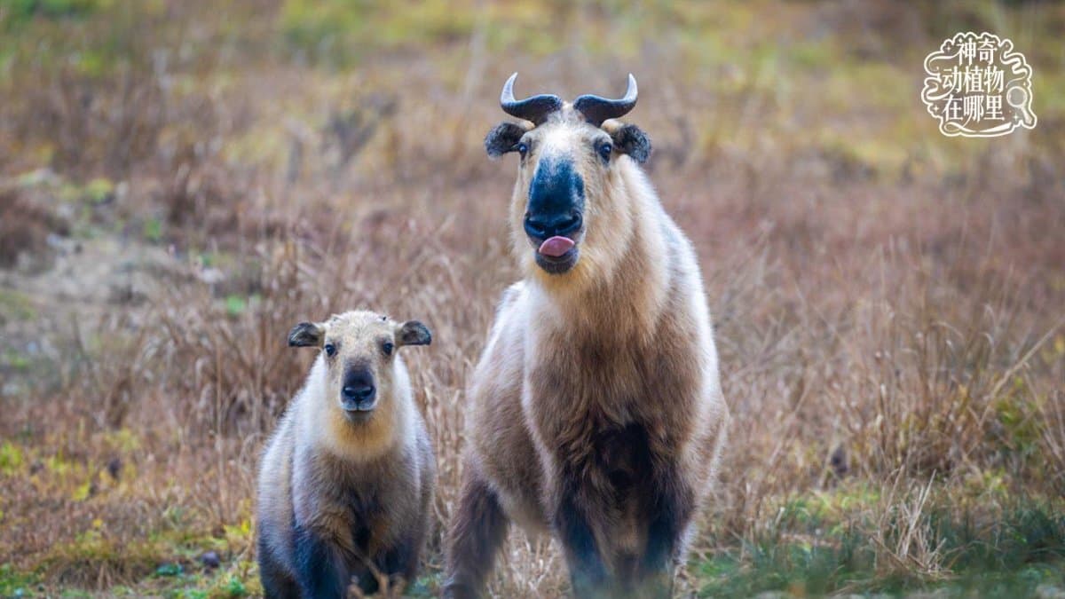 Golden takin on a mountain slope in Tangjiahe
