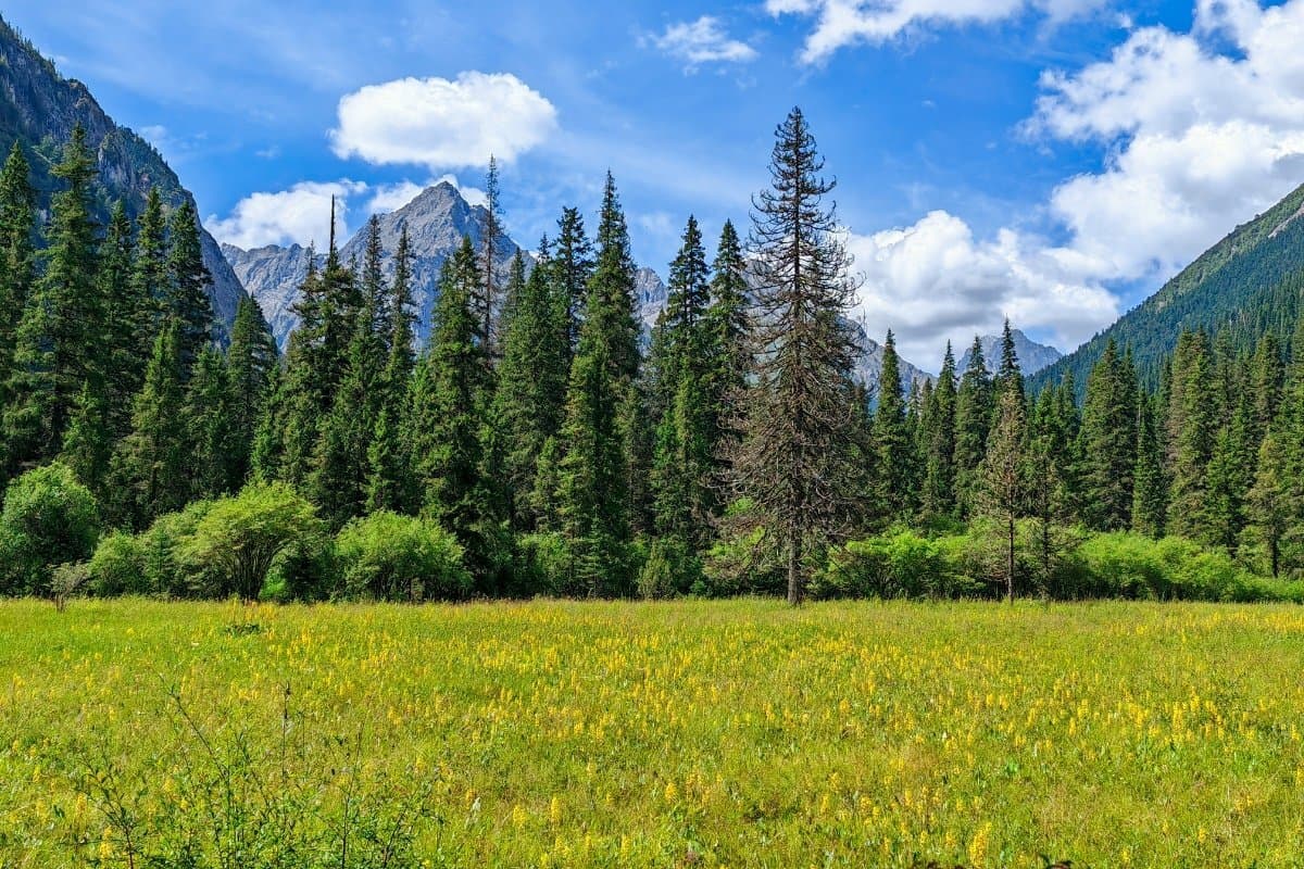 Dense primeval forest with moss-covered trees in Wanglang